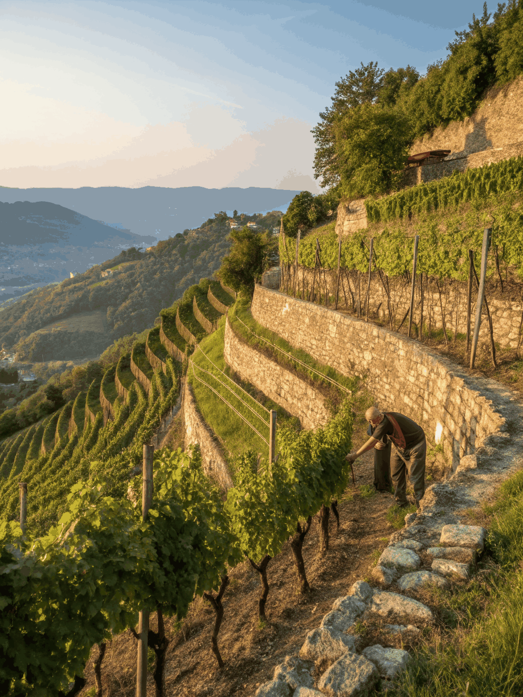 Sommelier inspecting high-altitude vineyard grapes in Northern Italy